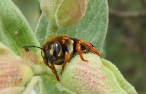 Réf. 350 530 : Rhodanthidium septemdentatum